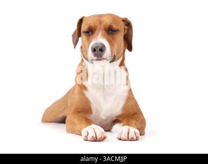 Cane isolato che dorme con le zampe allungate. Cane da cucciolo rilassato in posizione di zuppa o rana. Cane esausto e stanco. Harrier m, donna di 2 anni Foto Stock