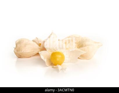 Ciliegie mature macinate. Piccole ciliegie gialle o arancioni in buccia. Raccolta di ciliegie di zia Molly. Bacche di Poha, pichuberry, inca o fragola t Foto Stock