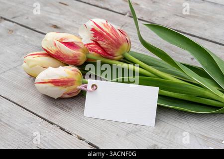 Bouquet di fiori con tulipani a righe in rosso, giallo e bianco e cartoncino con spazio di testo, Foto Stock