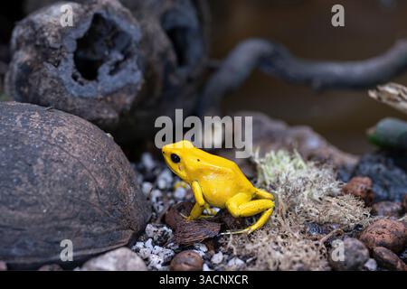 Immagine ravvicinata della rana dardo d'oro (Phyllobates terribilis) Foto Stock