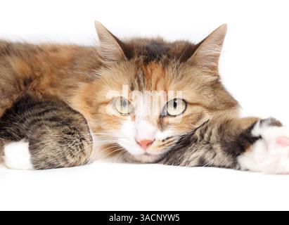 Gatto annoiato disteso con la testa sulla zampa. Simpatico gattino multicolore che guarda la fotocamera con un linguaggio del corpo contento. Contrassegni asimmetrici. Femmina calico o Foto Stock