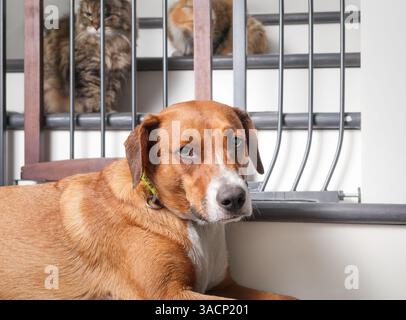 Cane davanti al cancello e 2 gatti defocalizzati. Famiglia con più animali domestici. Evita l'interazione o l'introduzione di cani e gatti con la barriera per cancelli per animali domestici. Donna Harrie Foto Stock