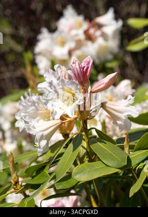 Rhododendron Hybrid (Rhododendron Hybrid), primo piano della testa del fiore al sole Foto Stock