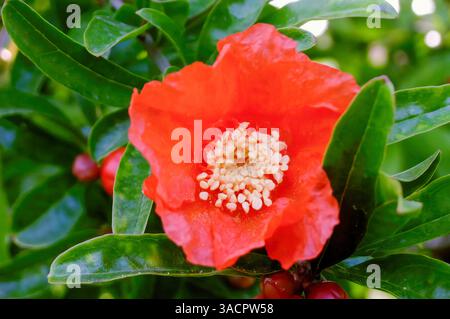 Primo piano di un vivace fiore di melograno rosso con stami visibili, che cresce tra foglie verdi in una giornata di sole Foto Stock