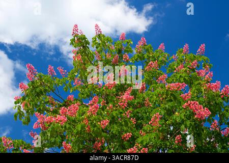 Castagno a fiore rosso; Aesculus carnea 'Briotii'; castagno a fiore rosso; Aesculus carnea Briotii Foto Stock