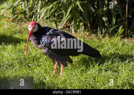 Ibis calvo (Geronticus calvus) in uno zoo Foto Stock