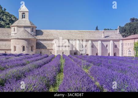 Francia, Provenza, Gordes. Abbazia di nostra Signora di Senanque (Abbazia di Notre-Dame de Senanque) costruita nel XII secolo Foto Stock