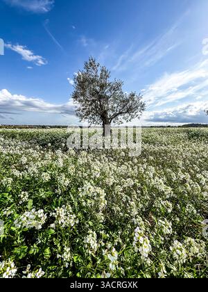 Olivo alto nel mezzo di un campo verde pieno di fiori bianchi in fiore, sotto un cielo blu vivo con nuvole bianche sparse, che rappresentano ambienti naturali e rurali Foto Stock