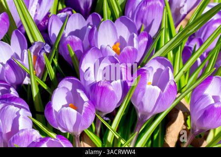 Crocus o crocuses (crocus vernus), primo piano di un gruppo di fiori viola della comune e familiare pianta primaverile. Foto Stock