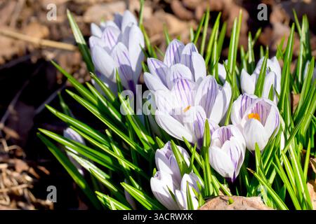 Crocus o crocuses (crocus vernus), primo piano di un gruppo di fiori viola pallido della comune e familiare pianta primaverile. Foto Stock