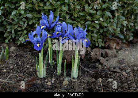 Iris nano blu (Iris reticulata) nel giardino Foto Stock
