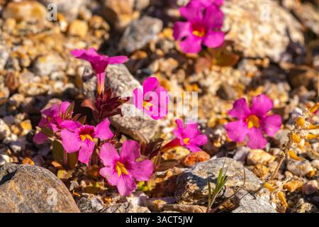 USA, California, Anza Borrego Desert State Park. Il fiore della scimmia di Bigelow fiorisce da vicino. ©Cathy & Gordon Illg / Jaynes Gallery / DanitaDelimont.com Foto Stock