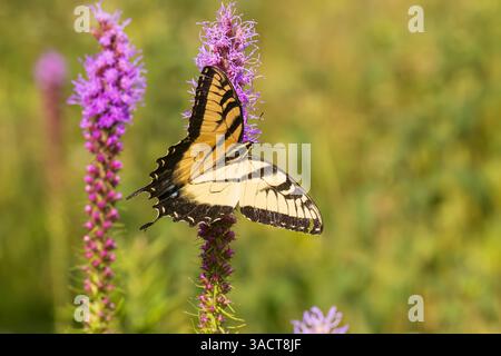 Coda di rondine della tigre orientale su una stella scintillante della prateria, Rock Cave Nature Preserve, Effingham County, Illinois. Foto Stock