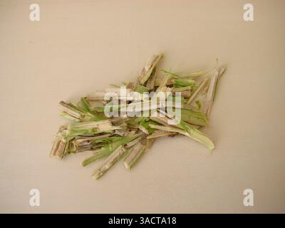 Tagliare il legno del giovane anziano con la polpa del vecchio, il legno del sambuco nero, Sambucus nigra Foto Stock
