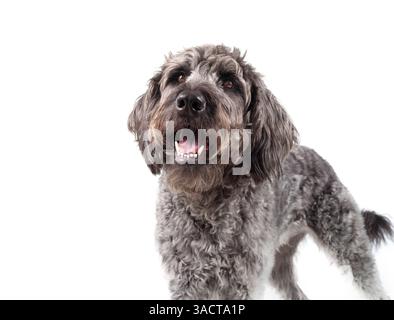 Cane curioso che guarda il proprietario o qualcosa del genere. Simpatico cucciolo grigio in attesa di sperare in cibo o attenzione. Linguaggio del corpo sicuro o felice. Grigio f Foto Stock