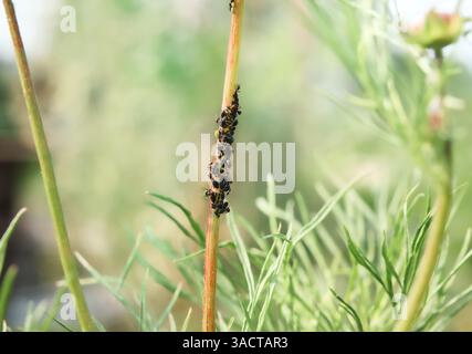 Formiche contadine e mandrie di afidi su gambo di fiori di peonia con sfondo vegetale sfocato. Colonia di afidi neri allevati da formiche per segreto di rugiada. Simbiotico Foto Stock