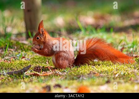 Lo scoiattolo si siede sull'erba del parco e mangia un dado. Ritratto di animali. Foto Stock