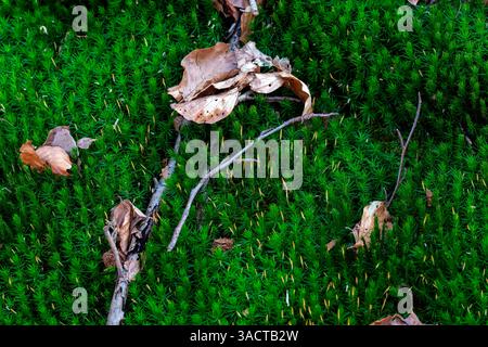 Muschio e foglie morte sul terreno nella foresta autunnale. Foto Stock