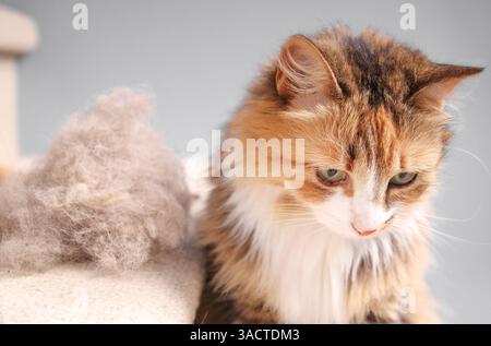 Gatto con mucchio di lanugine nella scala. Attenzione selettiva al gatto. Primo piano. Simpatico gatto che si trova accanto all'accumulo di palle di capelli durante lo spazzolamento o la rastrellatura del tappeto. Foto Stock