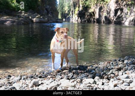 Grande cane in piedi vicino all'acqua nella foresta mentre guarda qualcosa. Cagnolino bagnato che si diverte a rinfrescarsi nel torrente o rinfrescarsi durante una passeggiata nella natura. Female Foto Stock