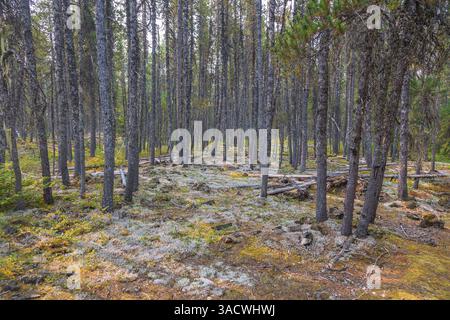 Brandywine Falls Provincial Park, paesaggio forestale sul Lava Lake Trail, British Columbia, Canada Foto Stock