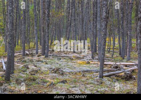 Brandywine Falls Provincial Park, paesaggio forestale sul Lava Lake Trail, British Columbia, Canada Foto Stock