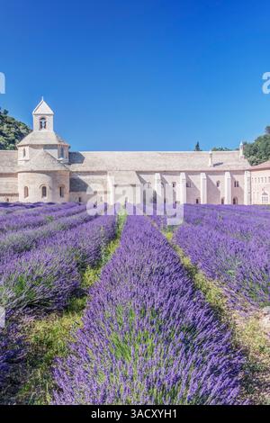Francia, Provenza, Gordes. Abbazia di nostra Signora di Senanque (Abbazia di Notre-Dame de Senanque) Foto Stock