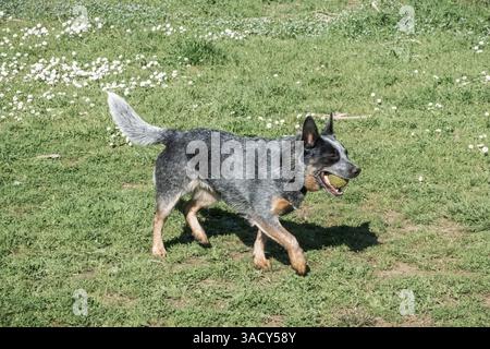 Bunji, il cane australiano Blue heeler che gioca su un prato Foto Stock