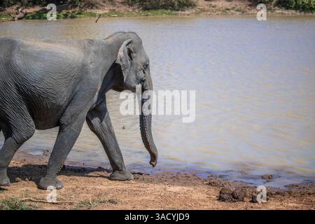 Arido paesaggio subtropicale su un'isola, un elefante che guarda rinfrescarsi in una sorgente protetta nel Parco Nazionale di Yala, Sri Lanka, Asia Foto Stock
