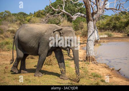 Arido paesaggio subtropicale su un'isola, un elefante che guarda rinfrescarsi in una sorgente protetta nel Parco Nazionale di Yala, Sri Lanka, Asia Foto Stock