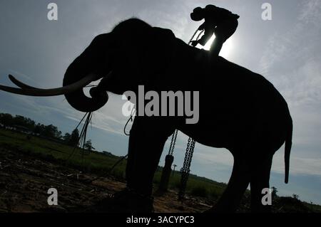 2 marzo 2004; Way Kambas, Lampung, Indonesia; Indonesia; scuola per elefanti selvatici al Parco Nazionale Way Kambas. Gli elefanti selvatici che chatavano dagli abitanti del villaggio in quella zona, addestrati per essere in grado di essere ÔmenghalauÕ o elefanti selvatici della terra peopleÕs e sono attrazioni turistiche per equitazione e accarezzare. (Immagine di credito: JiwaFoto/ZUMAPRESS.com) Foto Stock