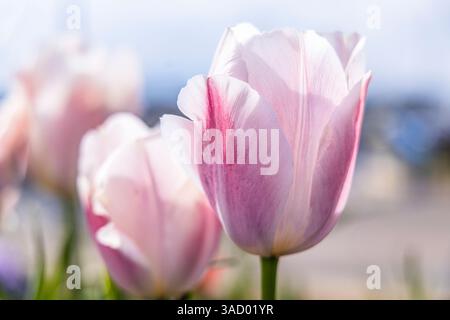 Amble, Morpeth, Northumberland, Inghilterra. Tulipani viola al sole. Foto Stock