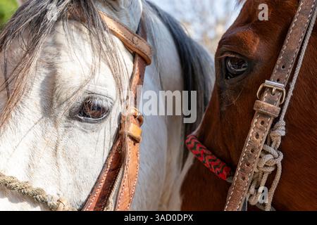 Cavalli. San Miguel de Allende, Messico. Foto Stock