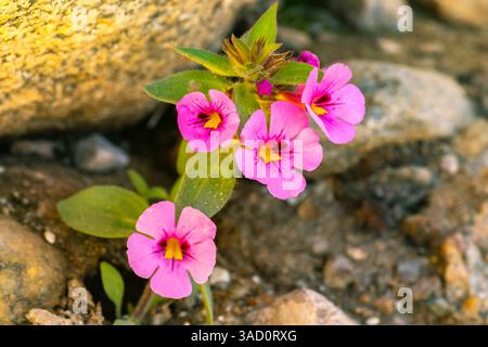 USA, California, Anza Borrego Desert State Park. Fiori di scimmia di Bigelow ©Cathy & Gordon Illg / Jaynes Gallery / DanitaDelimont.com Foto Stock