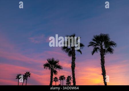 Palme sagomate da brillanti nuvole al tramonto a Palm Springs, California, Stati Uniti Foto Stock