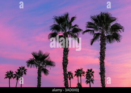Palme sagomate da brillanti nuvole al tramonto a Palm Springs, California, Stati Uniti Foto Stock