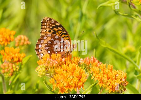 Great spangled fritillary on Butterfly Milkweed, Marion County, Illinois. Foto Stock