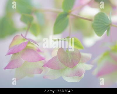 Stati Uniti, Stato di Washington, Seabeck. Petali ornamentali di origano. ©Don Paulson / Jaynes Gallery / DanitaDelimont.com Foto Stock