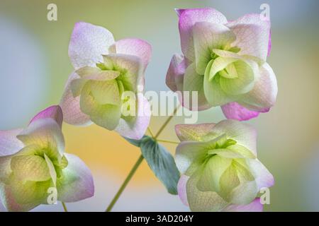 Stati Uniti, Stato di Washington, Seabeck. Petali ornamentali di origano. ©Don Paulson / Jaynes Gallery / DanitaDelimont.com Foto Stock