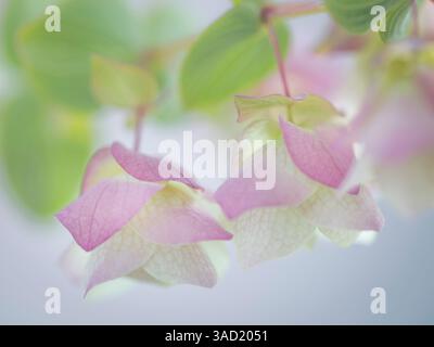 Stati Uniti, Stato di Washington, Seabeck. Petali ornamentali di origano. ©Don Paulson / Jaynes Gallery / DanitaDelimont.com Foto Stock