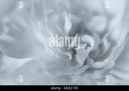 Stati Uniti, Stato di Washington, Seabeck. Primo piano del fiore di peonia. ©Don Paulson / Jaynes Gallery / DanitaDelimont.com Foto Stock