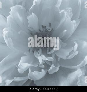 Stati Uniti, Stato di Washington, Seabeck. Primo piano di fiori di peonia. ©Don Paulson / Jaynes Gallery / DanitaDelimont.com Foto Stock