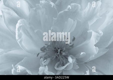 Stati Uniti, Stato di Washington, Seabeck. Primo piano di fiori di peonia. ©Don Paulson / Jaynes Gallery / DanitaDelimont.com Foto Stock