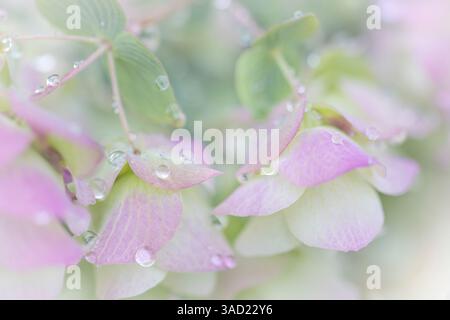 Stati Uniti, Stato di Washington, Seabeck. Petali ornamentali di origano con gocce di pioggia. ©Don Paulson / Jaynes Gallery / DanitaDelimont.com Foto Stock