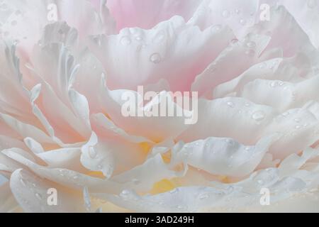 Stati Uniti, Stato di Washington, Seabeck. Gocce di pioggia sul fiore di peonia. ©Don Paulson / Jaynes Gallery / DanitaDelimont.com Foto Stock