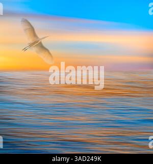 Stati Uniti, Stato di Washington, Seabeck. Composto di grande egretta che vola al tramonto. ©Don Paulson / Jaynes Gallery / DanitaDelimont.com Foto Stock