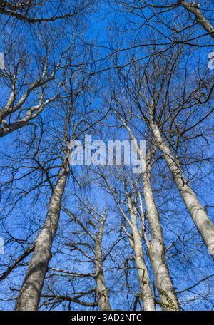 Faggi, alberi senza foglie di fronte al cielo azzurro in inverno, colline alpine, Baviera, Germania, Europa Foto Stock