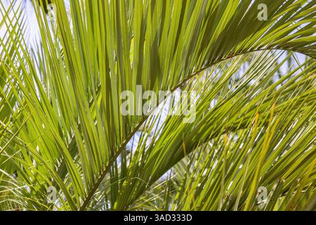 Jelly Palm, Butia capitata Foto Stock