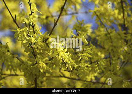 Forsythia, forsythia da giardino, lilla dorata, campana dorata (Forsythia x intermedia) Foto Stock