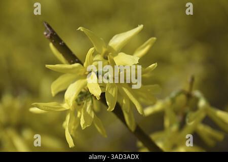 Forsythia, forsythia da giardino, lilla dorata, campana dorata (Forsythia x intermedia) Foto Stock